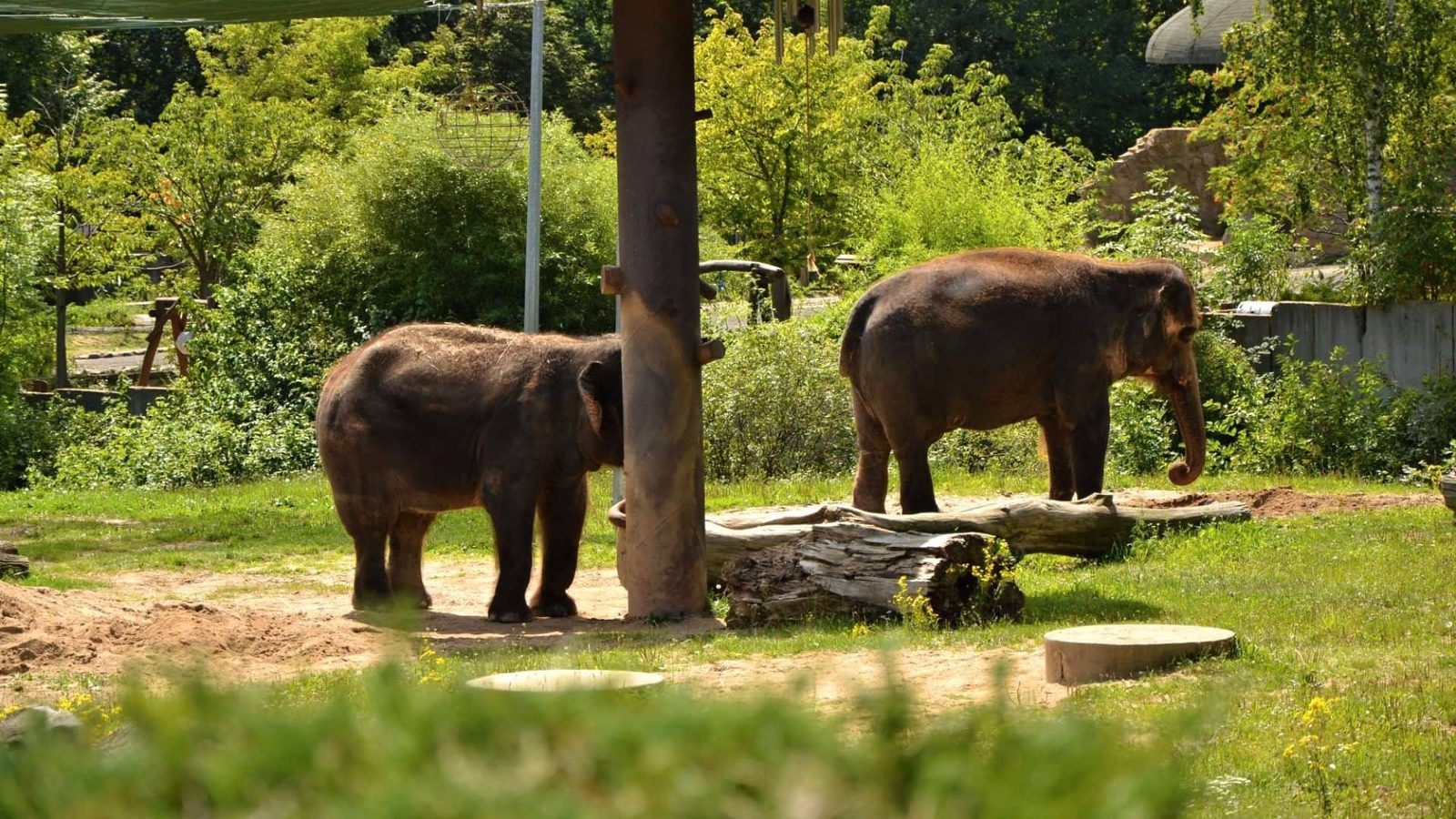 Zoo Ústí v obří proměně: Konžský prales a geotermie