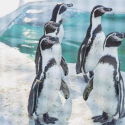 Ministerstvo životního prostředí pošle zoologickým zahradám celkem 30 milionů korun