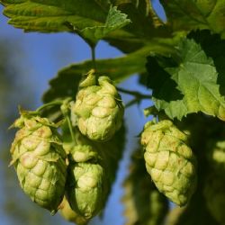 Zastav čas v unikátní sušárně chmele: Prostor pro umění, workshopy a farmářské produkty