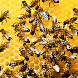 Česko zažilo nejhorší úhyn včelstev za 12 let: varroóza a klimatické změny ničí včely