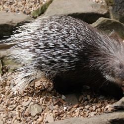 Dikobrazi se po dvaceti letech opět vrací do ústecké zoo