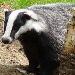 Dle nařízení vlády jsou zoologické zahrady od 9. října 2020 zavřené