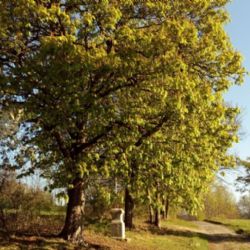 Pomozte nám obnovit Šustrovu cestu a adoptujte si dřevinu