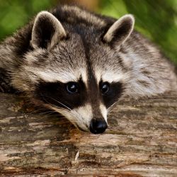 Rekordní léto: V zooparku jsme pokořili další hranici návštěvnosti