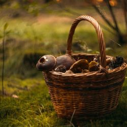 Užijte si houbaření ve zdraví