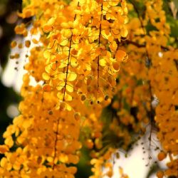 Přestavba kanalizace, nová parkování a zeleň v Dlouhé ulici