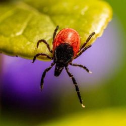Suchá zima zvyšuje aktivitu klíšťat: Jak se chránit?