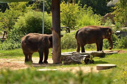 obrázek:Zoo Ústí v obří proměně: Konžský prales a geotermie