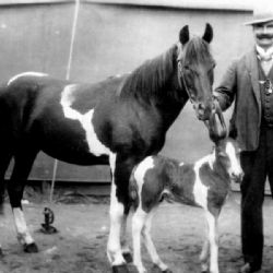 Historická maringotka z 20. let opět září v Jirkově