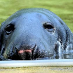 Zoopark oplakává tuleň Kaška: milovaná ikona nás opustila