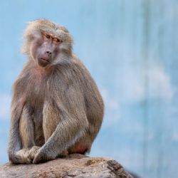 Česká republika převzala vakcíny proti opičím neštovicím