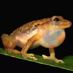 Čeští vědci popsali nový rod žáby z Konga
