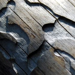 MMR má pro obce připraveno více než 123 milionů korun na boj proti kůrovci