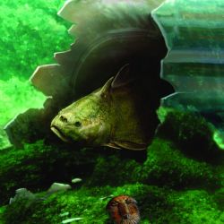 Café Nobel: První zuby a nejstarší historie kousání