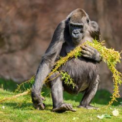 Velikonoční zábava pro děti i zvířata v zoo!