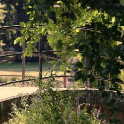 Kácení dřevin odstartovalo rekonstrukci Benešova mostu