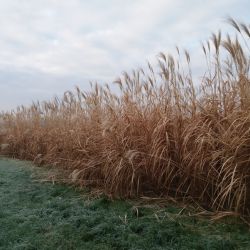 NATO – OBNOVU VOJENSKÝCH LOKALIT ZAJISTÍ „ZÁZRAČNÁ“ ROSTLINA